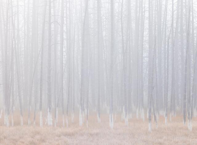 Bobby Socks Trees