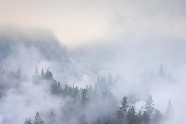 Drifting Mist