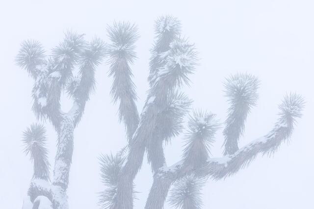 Joshua Tree, Winter
