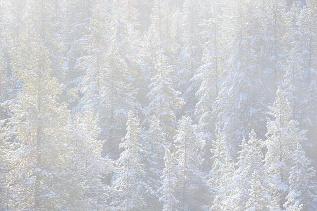Softest Light