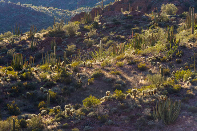 Cactus Garden