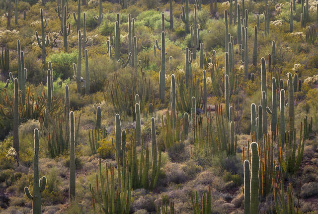 Desert Sentinels