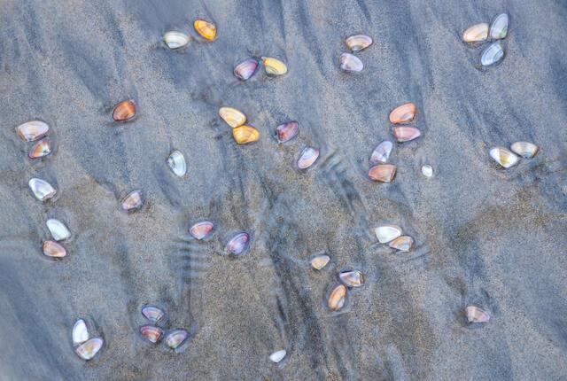 Coastal Gems