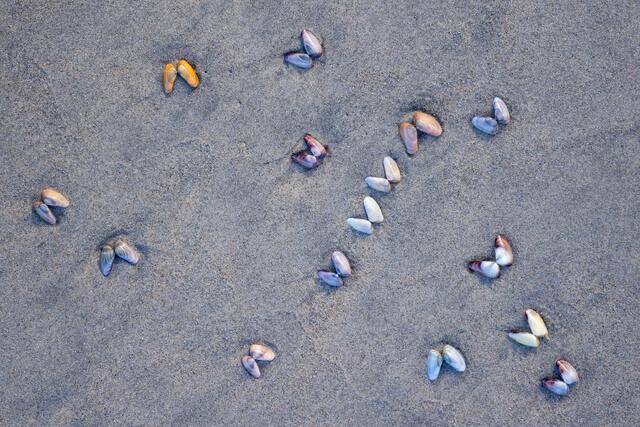 Butterflies