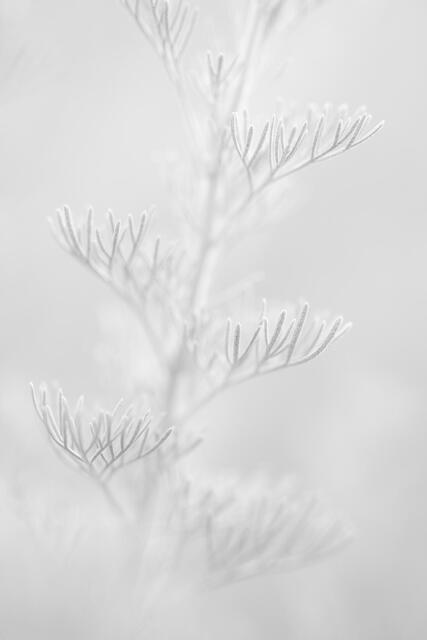 Wormwood Leaves