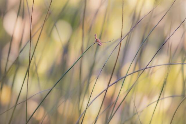 Sedges