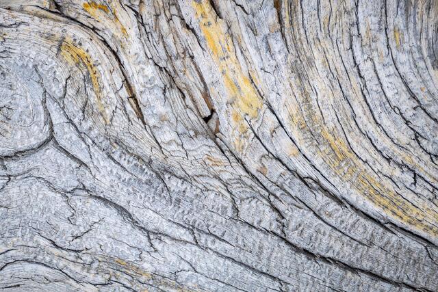 Weathered Bark