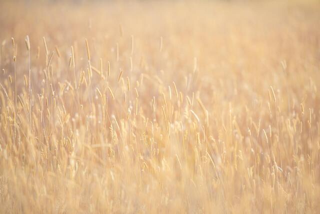 Autumn Field