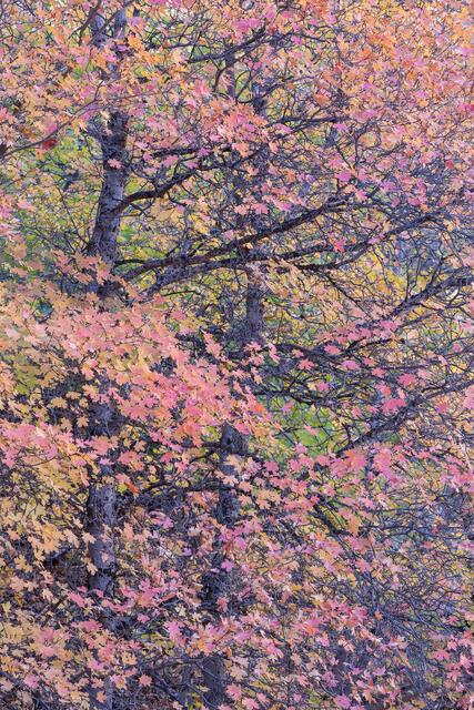 Maple Friends