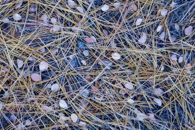 Needles and Leaves