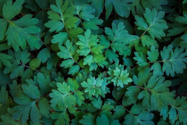 Waterleaf Leaves