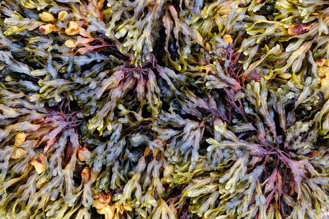 Sea Lettuce I