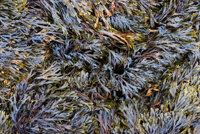Sea Lettuce II
