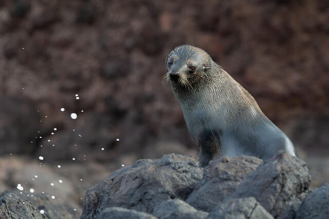 Seal Splash