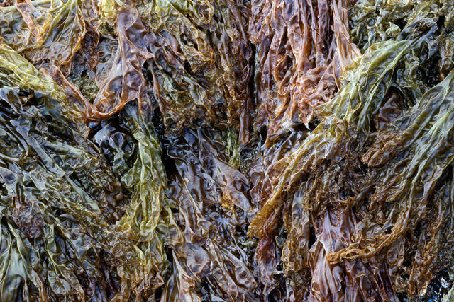 Seaweed Spectrum