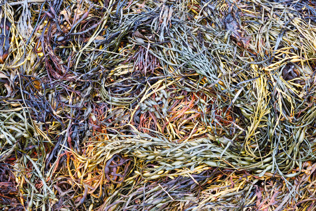 Seaweed Tangles II