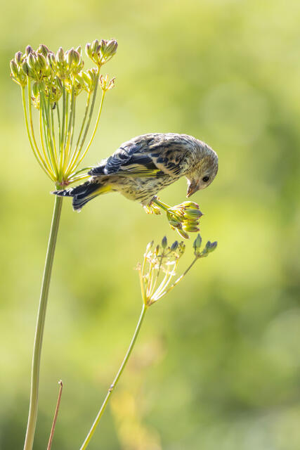 Seed Spreader