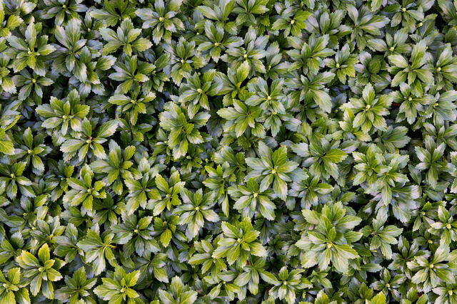 Serrated Repetition