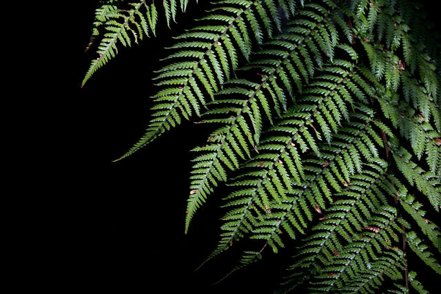 Shadowed Ferns