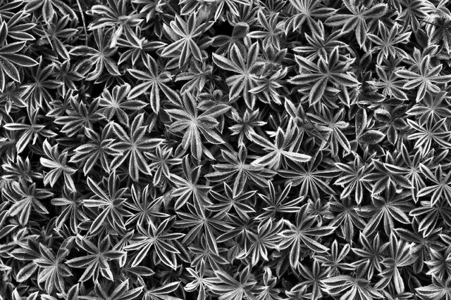 Silver Stars