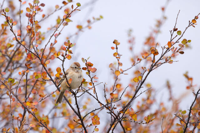 Singing Sparrow