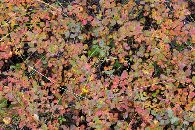 Small Fall