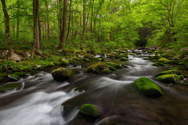 Smokies Stream