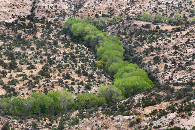 Snaking Cottonwoods