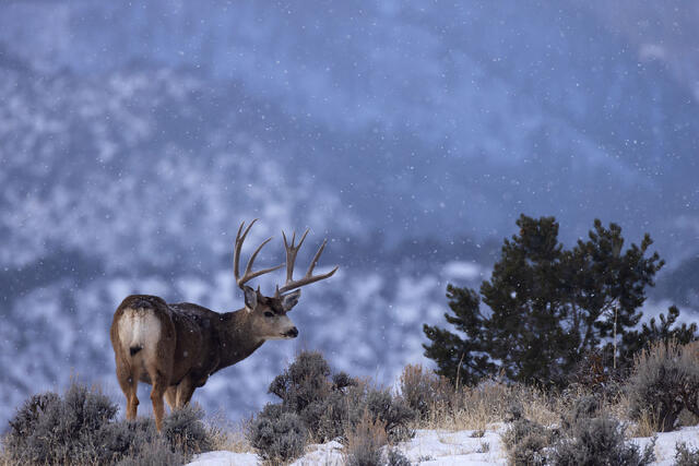 Wildlife