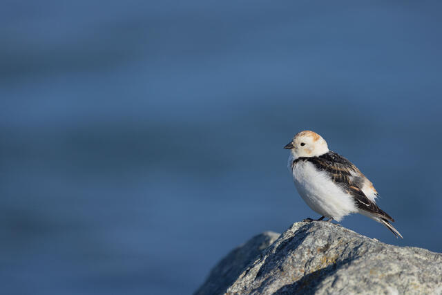 Snow Bunting