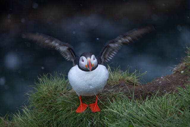 Snow Flight