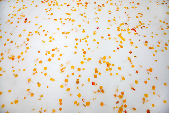 Snow Scatter