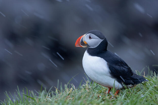 Iceland: Birds