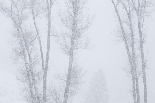 Snowfall