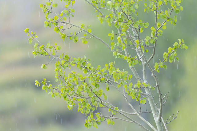 Snowing in Spring