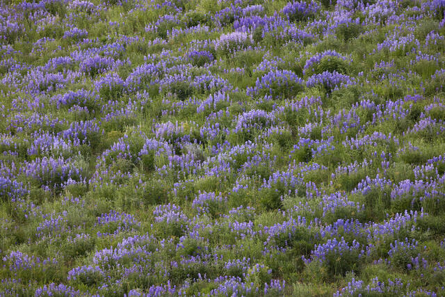 So Much Purple