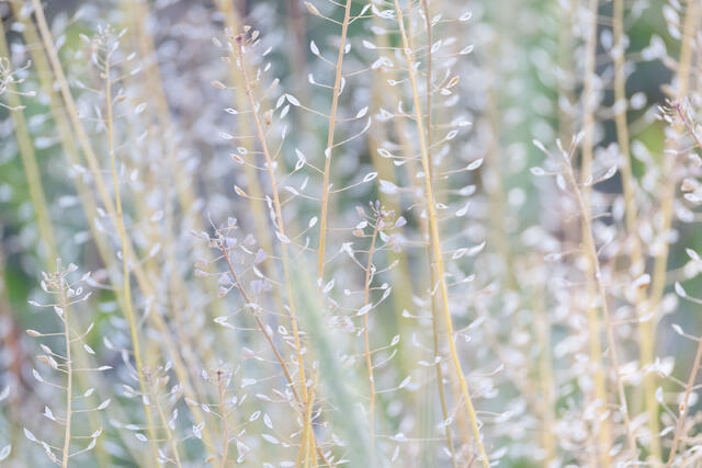 Softly Seeded