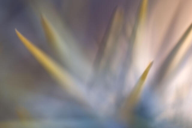Spine Burst