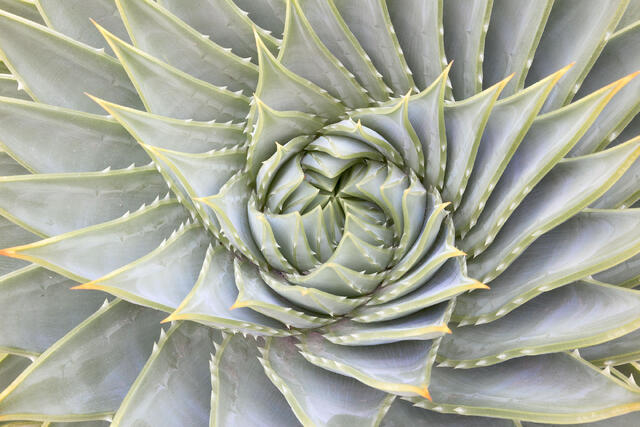Spiraled