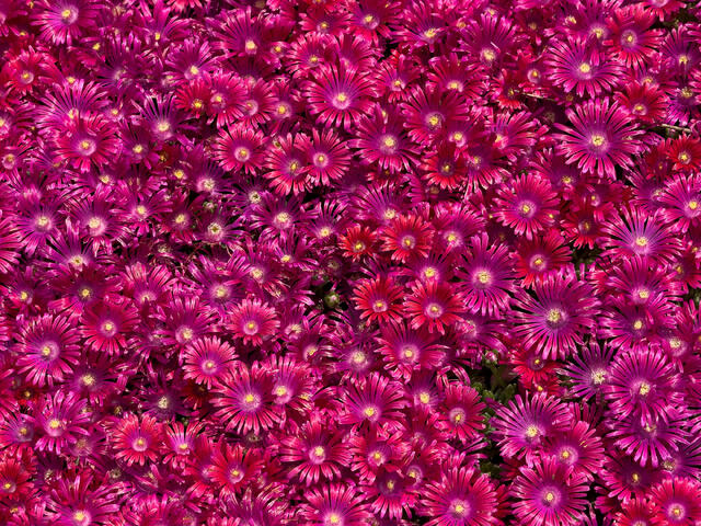 Spot the Flower