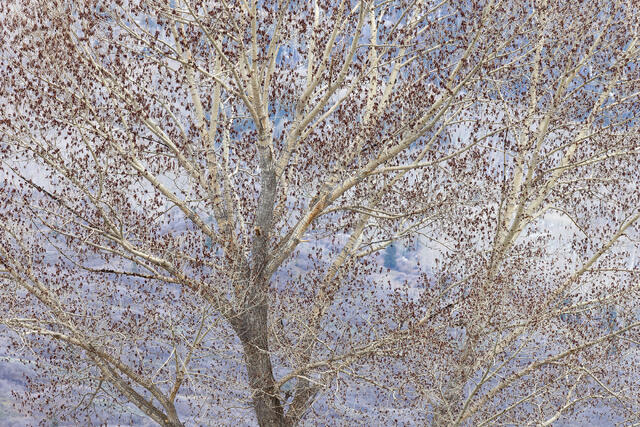 Spring Budding