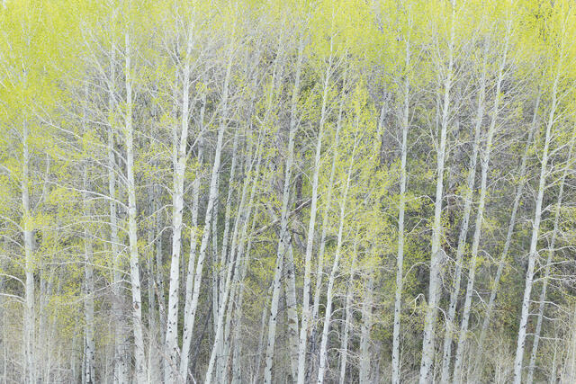 Spring Buds