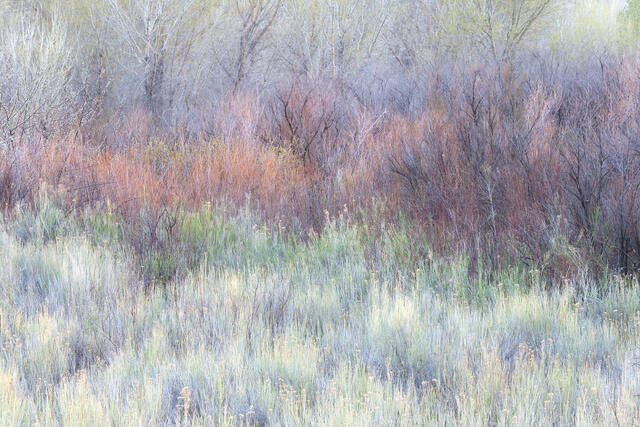 Spring Foliage