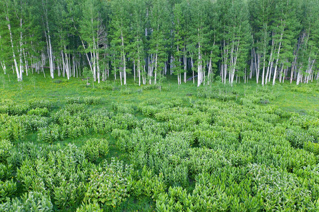 Spring Green
