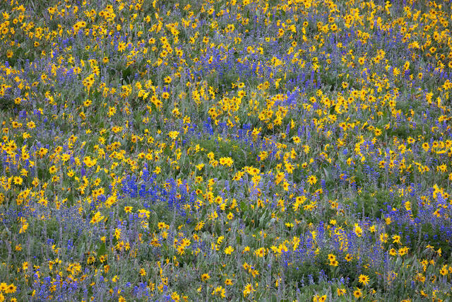 Spring Mix