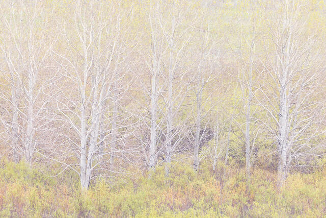 Spring Snowfall