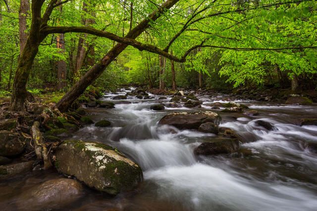 Spring in the Smokies
