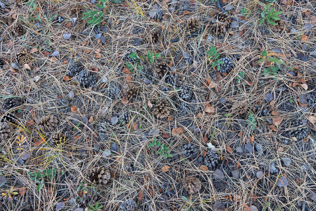 Sticks and Cones
