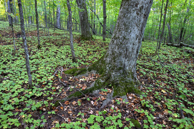 Still Green