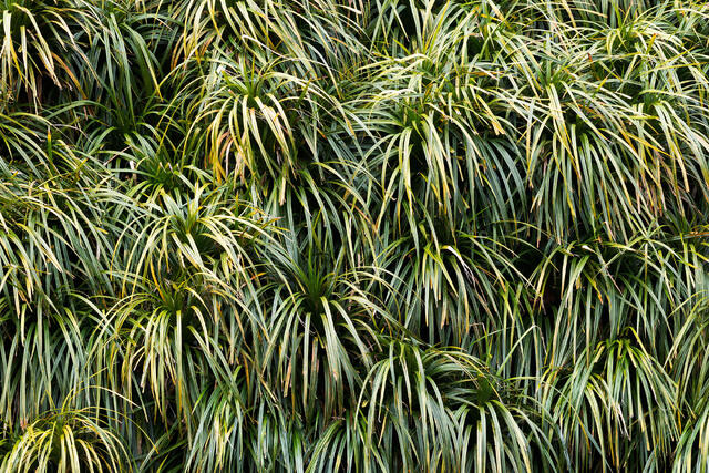 Subtropical